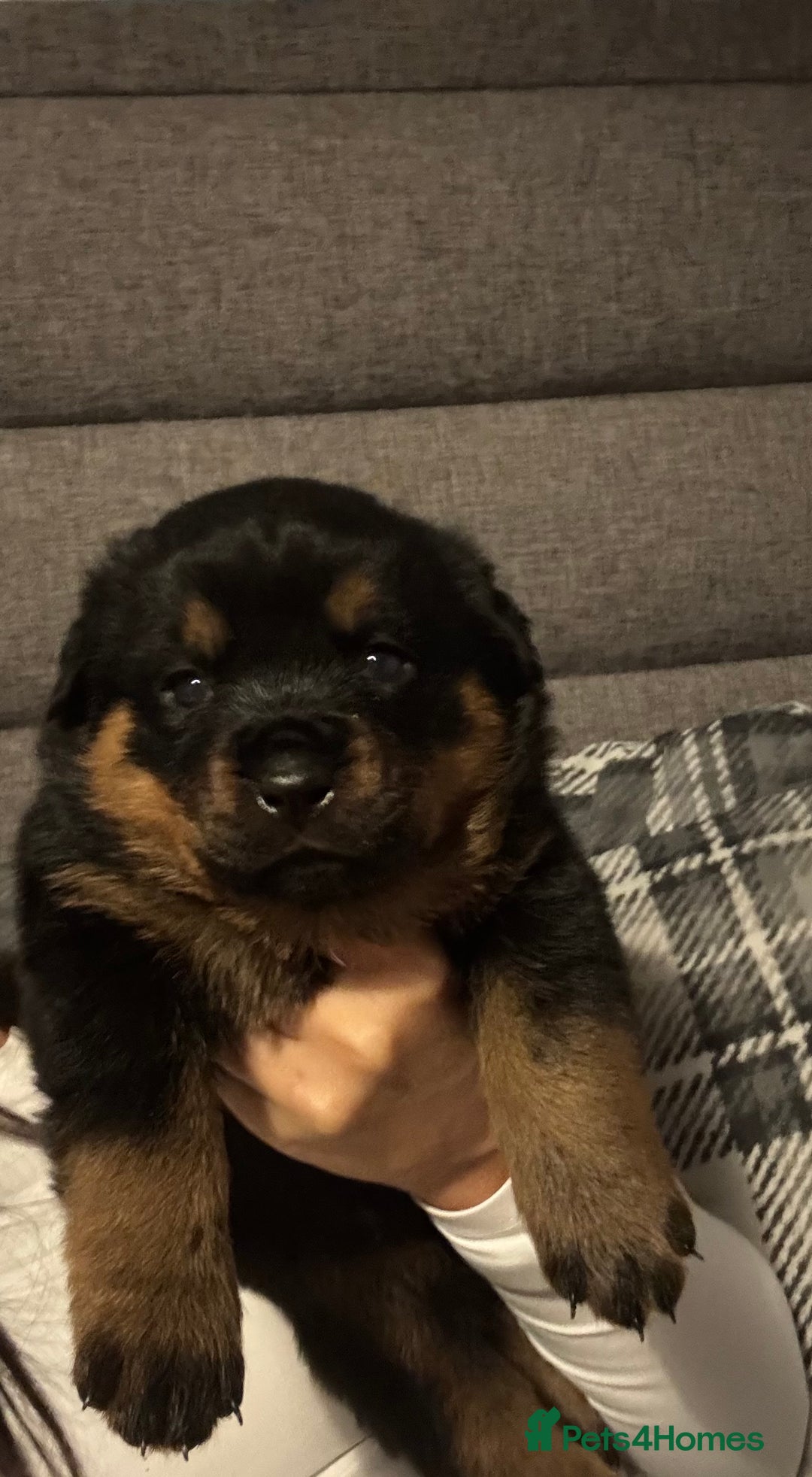 Rottweiler dogs for sale: Rottweiler Puppies - Advert 10