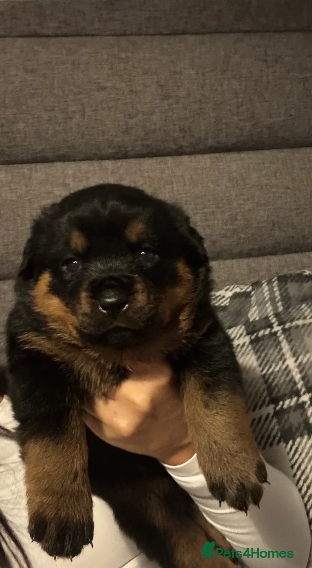 Rottweiler dogs for sale: Rottweiler Puppies - Advert 9