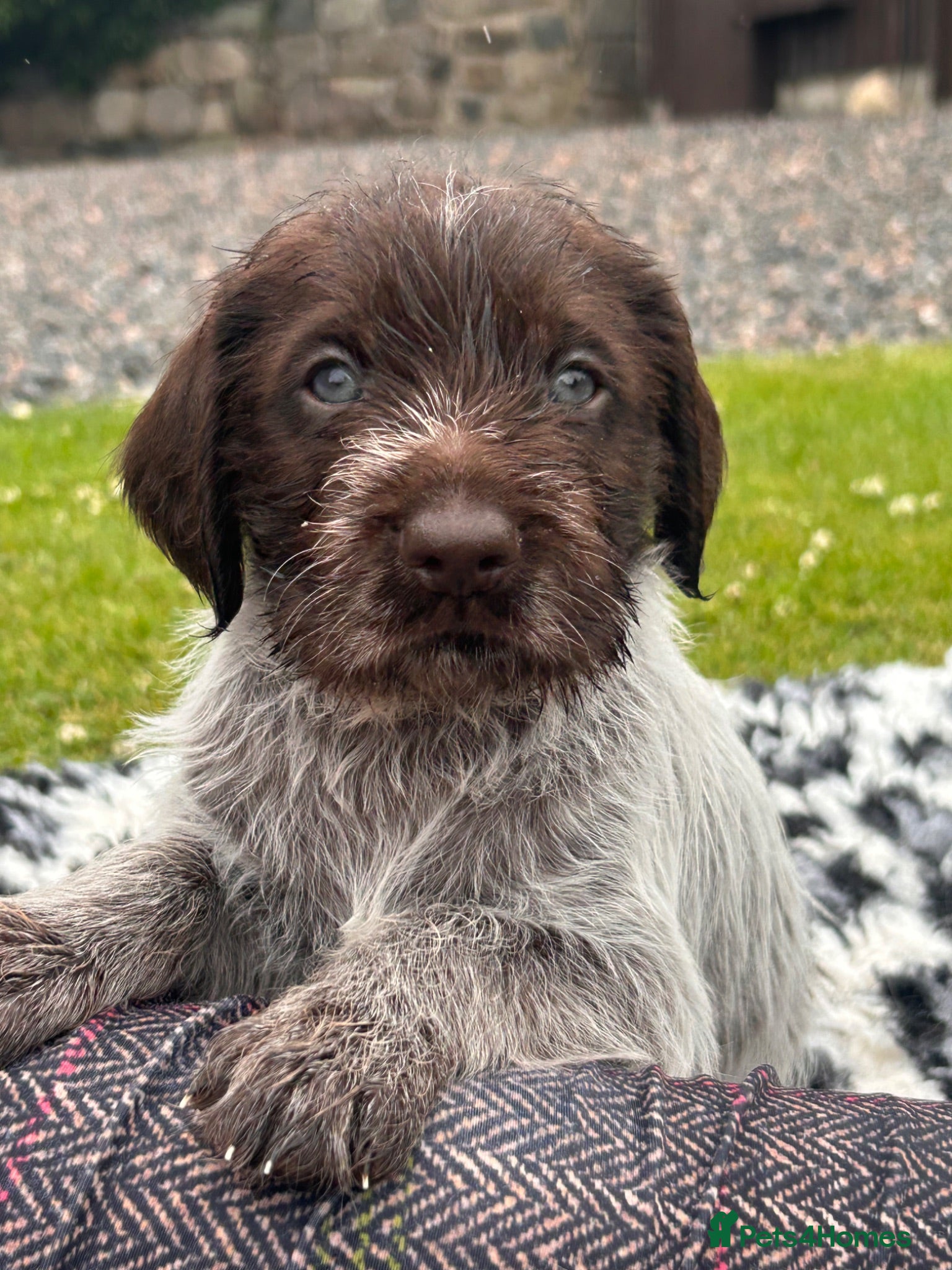 German Wirehaired Pointer dogs German Wirehaired Pointer Puppies - Advert 2
