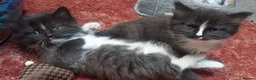 Mixed Breed cats for sale: Long‑Haired beautiful Ragdoll Cross Kittens - Advert 6