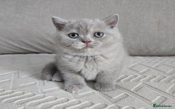 British Shorthair cats for sale: British Short-hair Kittens *One female avaliable!* in Newtownabbey - Image 2