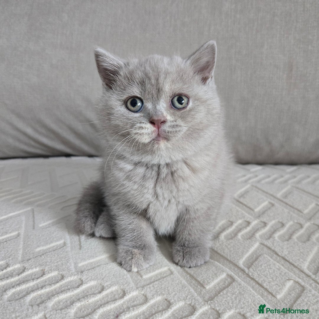 British Shorthair cats for sale: British Short-hair Kittens *One female avaliable!* in Newtownabbey - Image 2