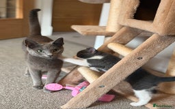 Russian Blue cats for sale: Russian Blue x Beautiful kittens  - Image 7