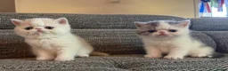 Exotic cats for sale: Outstanding Exotic Shorthair Kittens - Advert 4