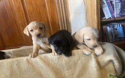 Labrador Retriever dogs for sale: Beautiful Black/yellow/foxred puppies! - Image 12