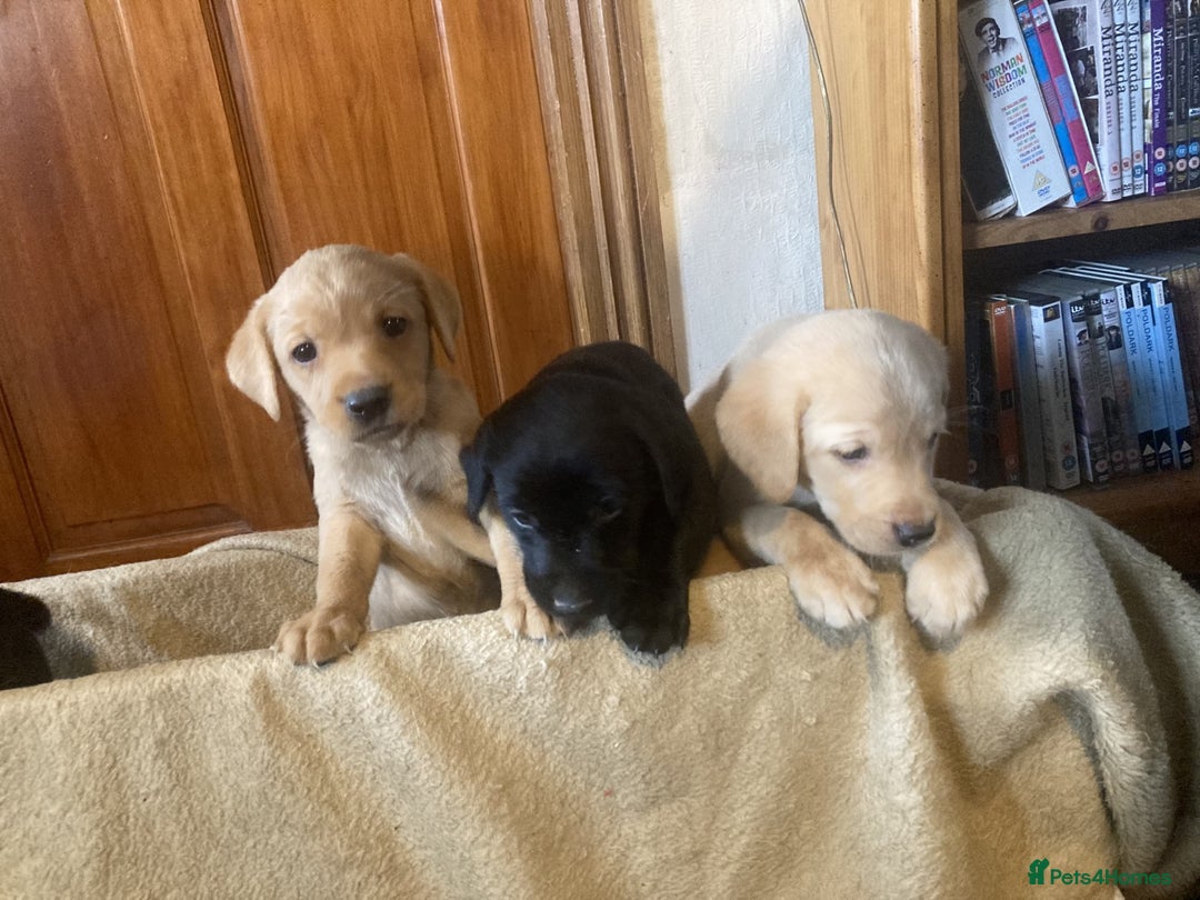 Labrador Retriever dogs for sale: Beautiful Black/yellow/foxred puppies! - Image 12