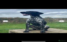 German Shorthaired Pointer dogs for sale: Beautiful pointer puppies - Image 18