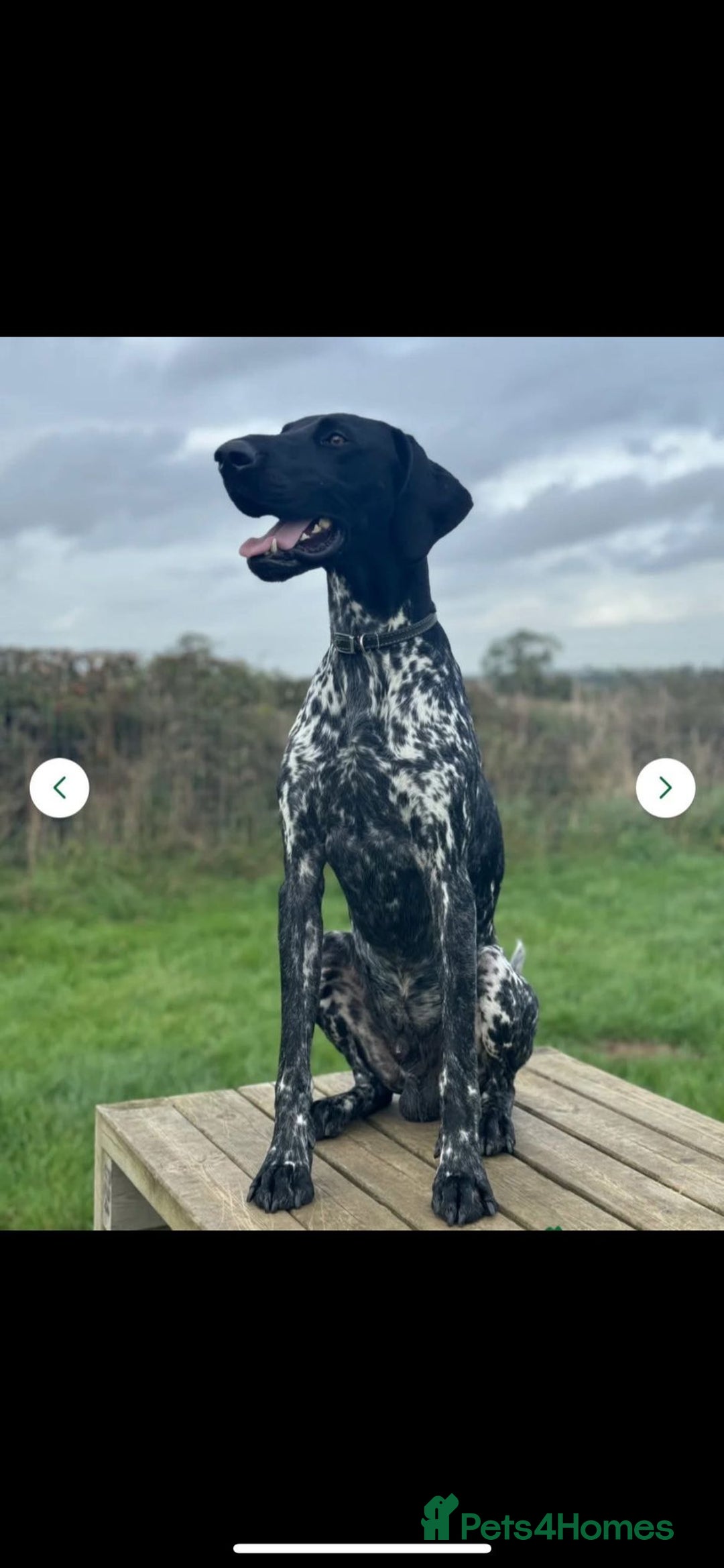 German Shorthaired Pointer dogs for sale: Beautiful pointer puppies - Image 18