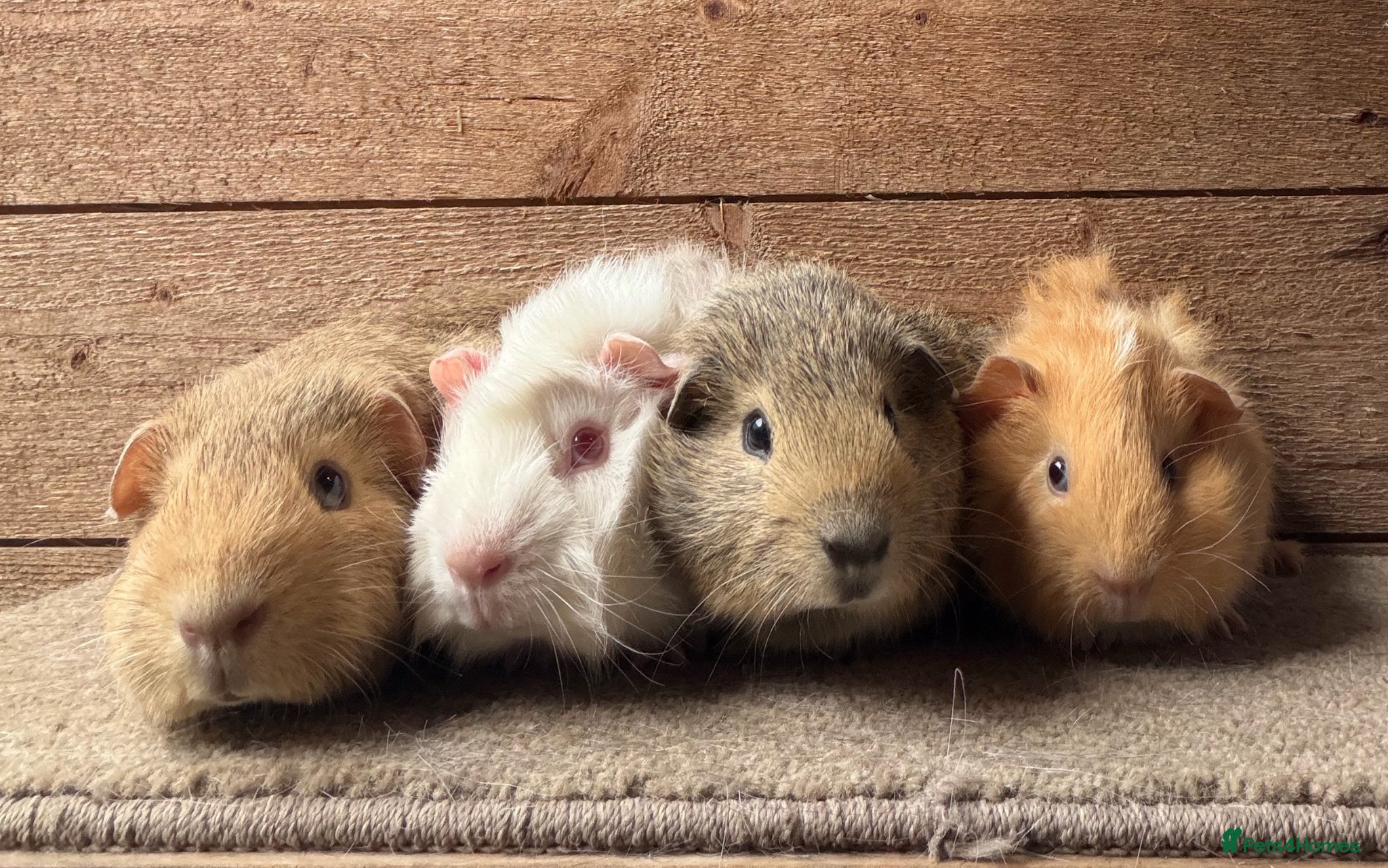 Guinea Pig rodents Young male guinea pigs ready now - Advert 7