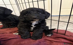 Cockapoo dogs for sale: Cockapoo puppies - Image 1