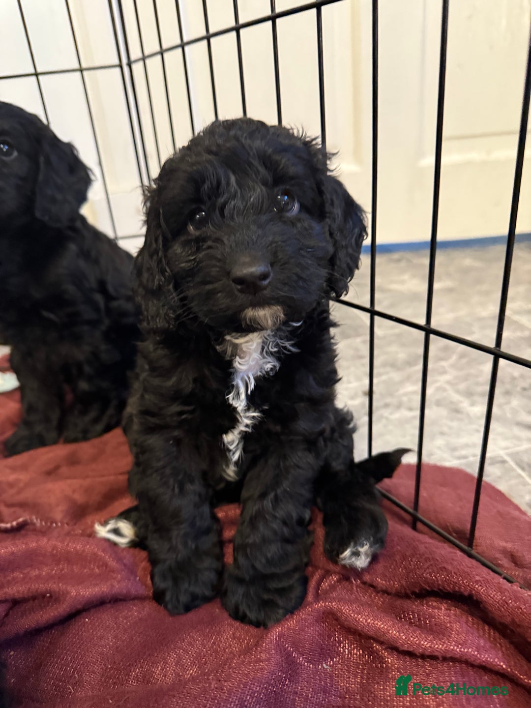 Cockapoo dogs for sale: Cockapoo puppies - Image 1
