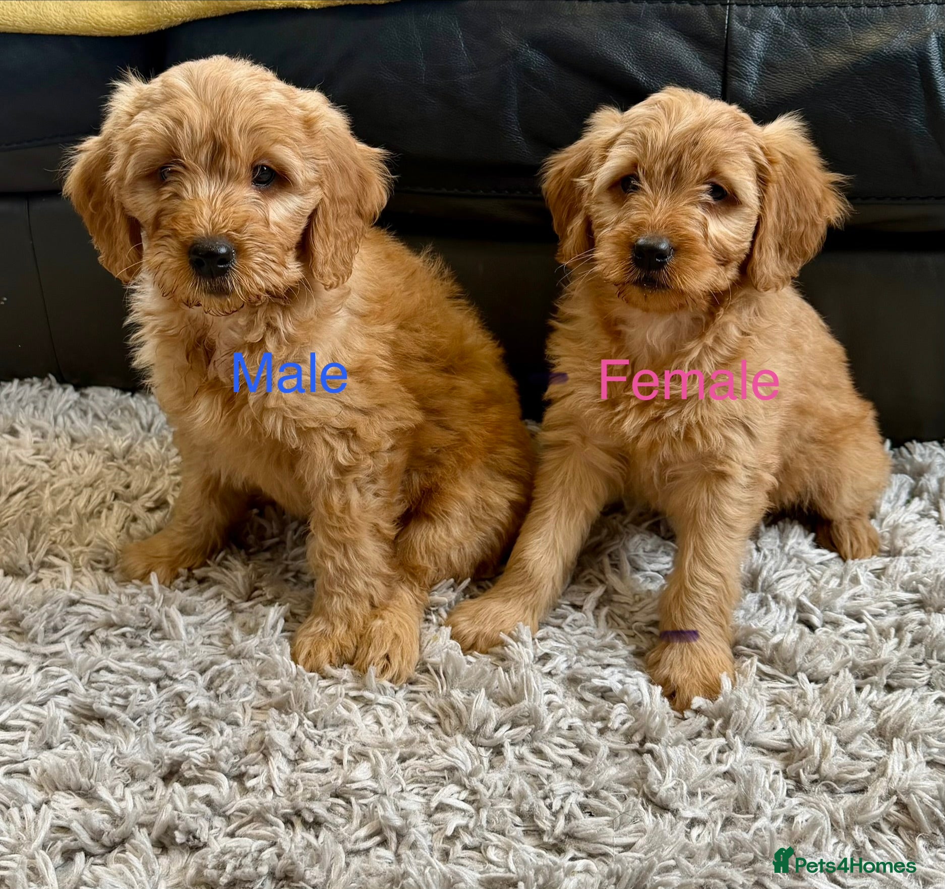 Mini Goldendoodle dogs Ready now health tested F1 goldendoodle puppies  - Advert 13