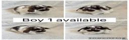 Mini Lop rabbits for sale: Beautiful baby mini lops CAN LEAVE NOW - Advert 5