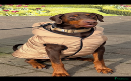 Dobermann dogs for stud: Doberman Available For Stud in Sutton Coldfield - Image 4