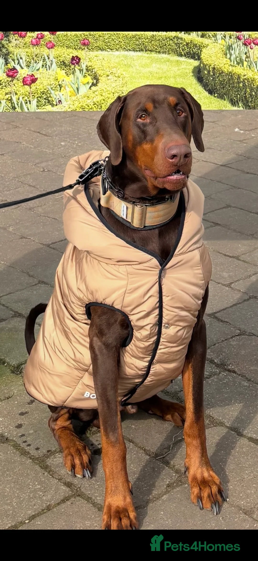 Dobermann dogs for stud: Doberman Available For Stud in Sutton Coldfield - Advert 4