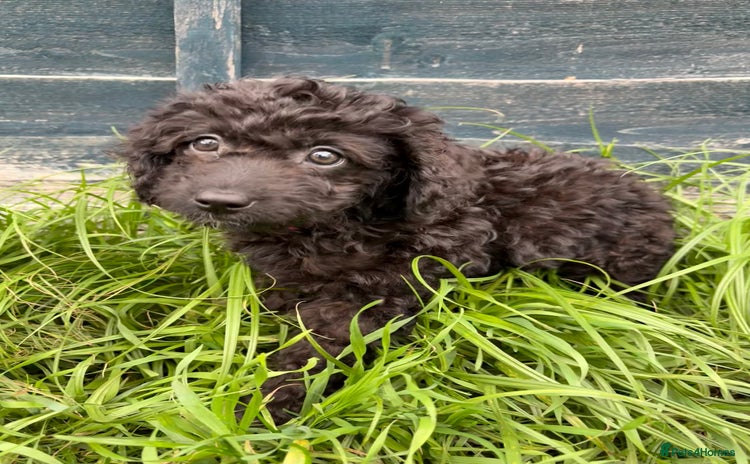 Cavapoo dogs - Advert 10