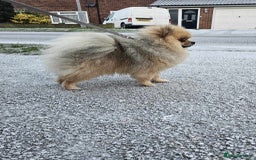 Pomeranian dogs for stud: Stud Dog-NOT FOR SALE in Luton - Image 15