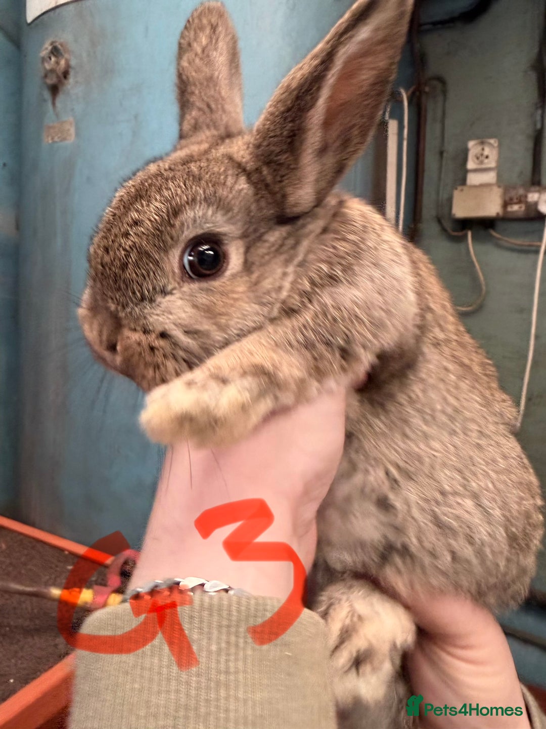 Mixed Breed rabbits for sale: Lop plush baby rabbits 3x girls 2x boys in Penrith - Advert 3