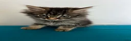 Mixed Breed cats for sale: Adorable male kitten for sale - Advert 2