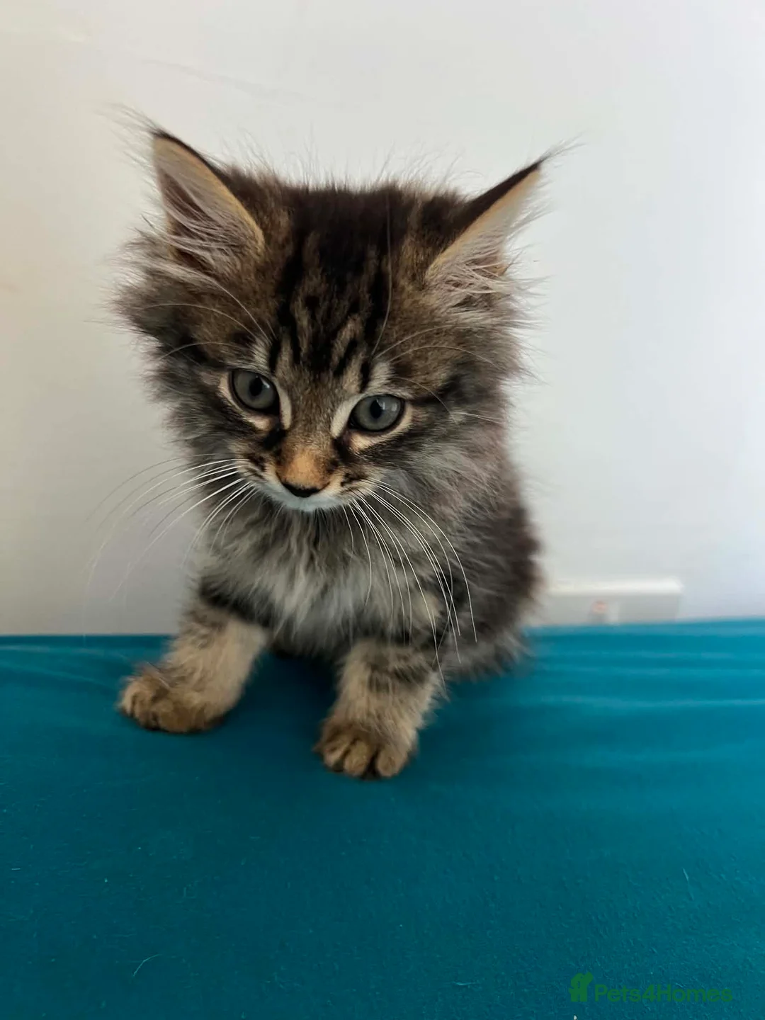 Mixed Breed cats for sale: Adorable male kitten for sale - Advert 2