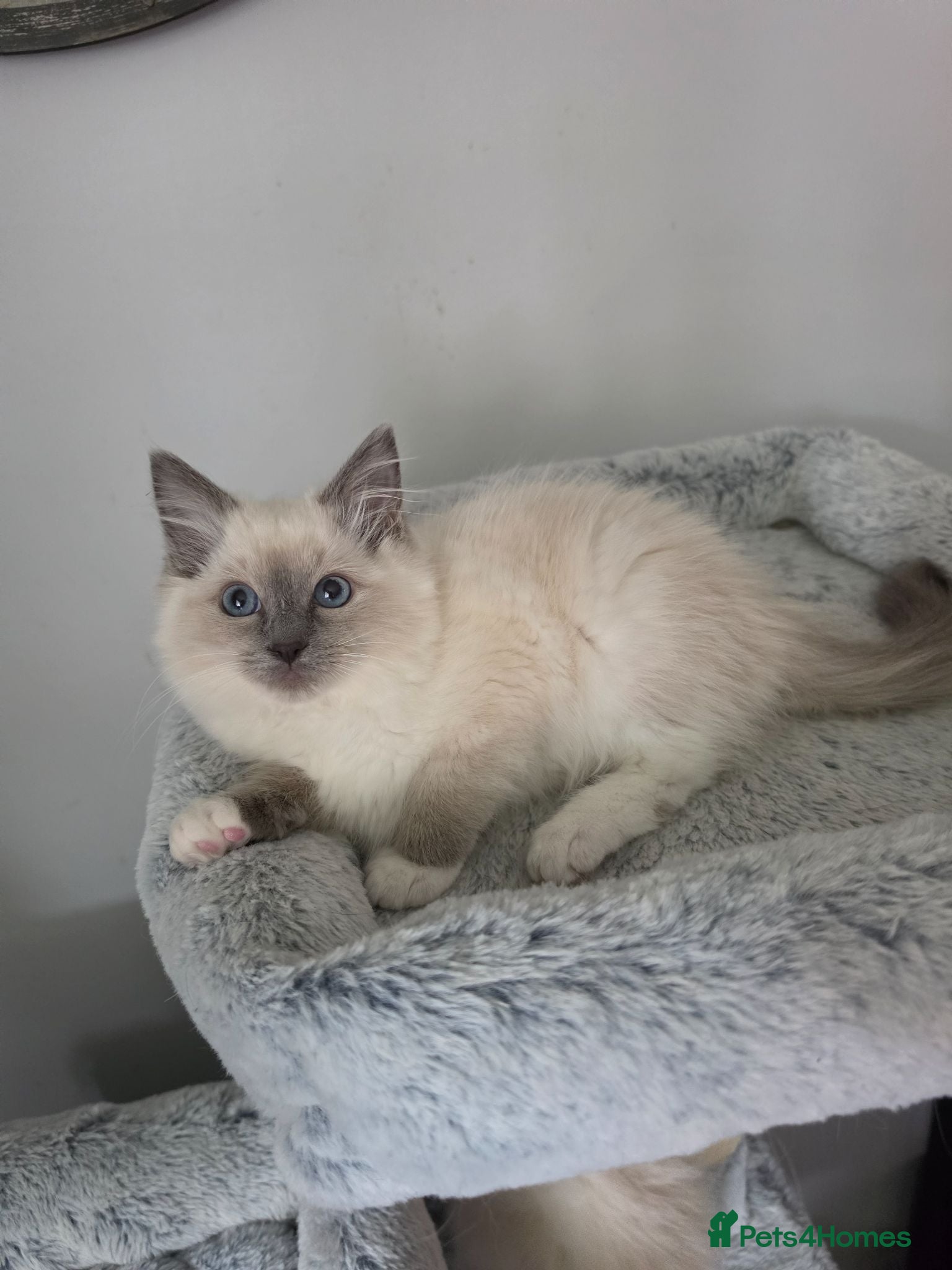Ragdoll cats GCCF registered stunning girl available!  - Advert 12