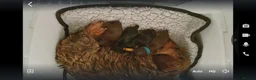 Miniature Dachshund dogs for sale: KC Mini wirehaired dachshund - Advert 3