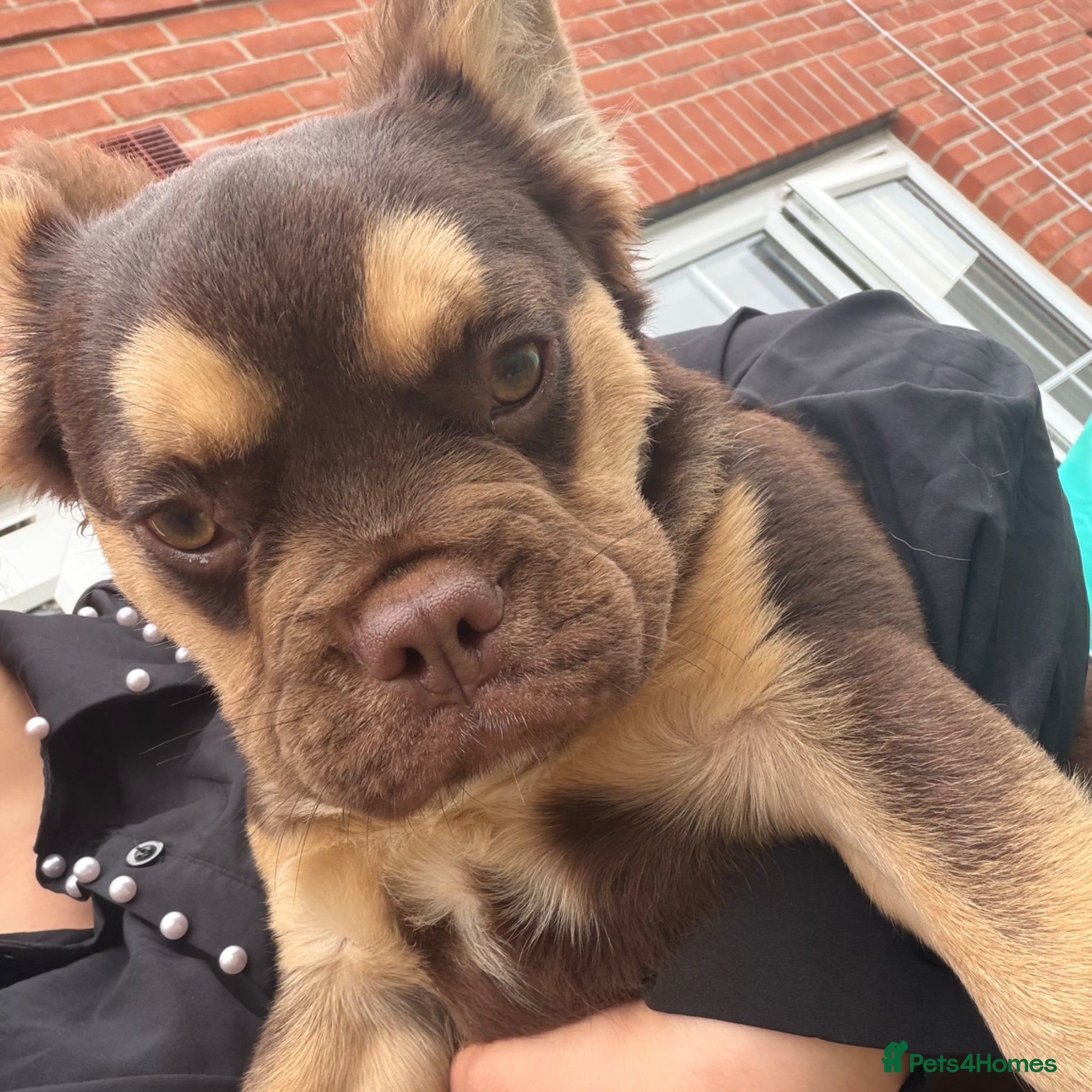 French Bulldog dogs Rojo and tan fluffy french bulldog - Advert 1