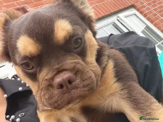 French Bulldog dogs Rojo and tan fluffy french bulldog - Advert 12