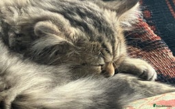 British Longhair cats for sale: Two beautiful longhaired tabby girls - Image 19