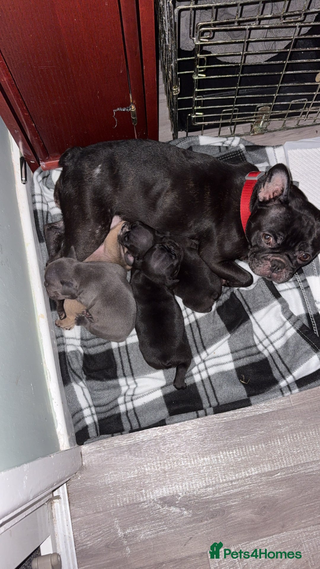French Bulldog dogs for sale: French bulldogs  - Image 6
