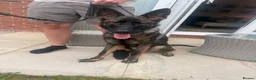 German Shepherd dogs for sale: German Shepherd in Ormskirk - Advert 1