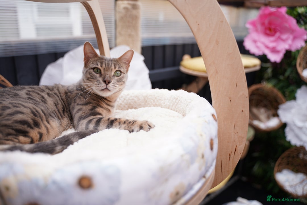 Bengal cats for sale: 3 Snow Bengal Boys-Gorgeous-TICA-Ready in November - Image 32