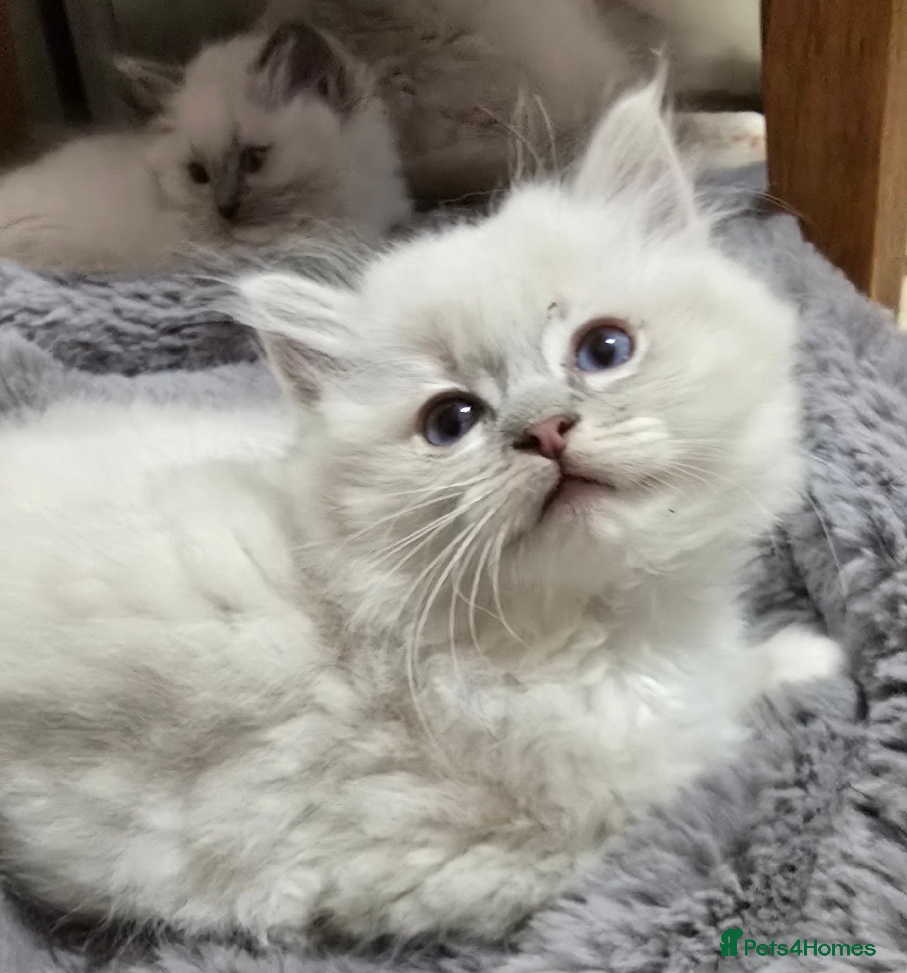 Ragdoll cats Stunning Ragdoll kittens .TICA registered  - Advert 16