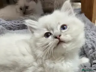 Ragdoll cats Stunning Ragdoll kittens .TICA registered - Advert 16