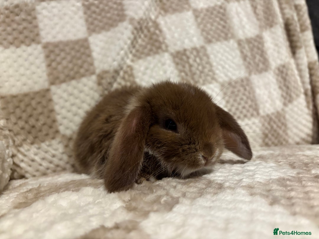 French Lop rabbits for sale: 𝐌𝐈𝐍𝐈 𝐗 𝐅𝐑𝐄𝐍𝐂𝐇 𝐅𝐎𝐑 𝐑𝐄𝐒𝐄𝐑𝐕𝐄 - Image 8