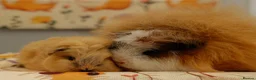 Guinea Pig rodents for sale: Pedigree Swiss Father + Son - Advert 1