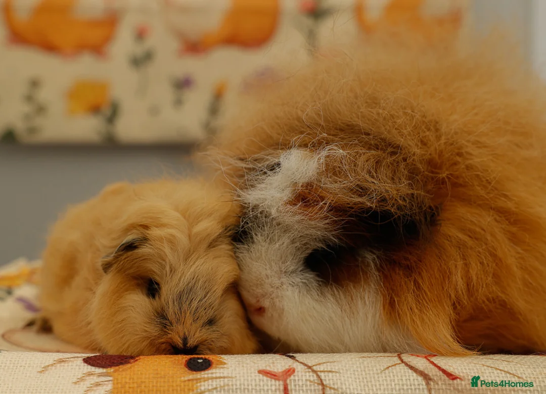 Guinea Pig rodents for sale: Pedigree Swiss Father + Son - Advert 1