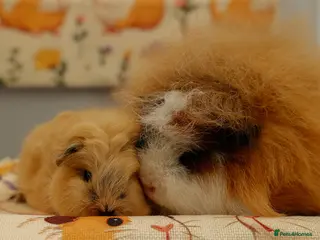 Guinea Pig rodents Pedigree Swiss Father + Son - Advert 4