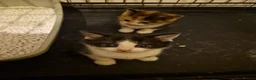Mixed Breed cats for sale: Kittens - Advert 6