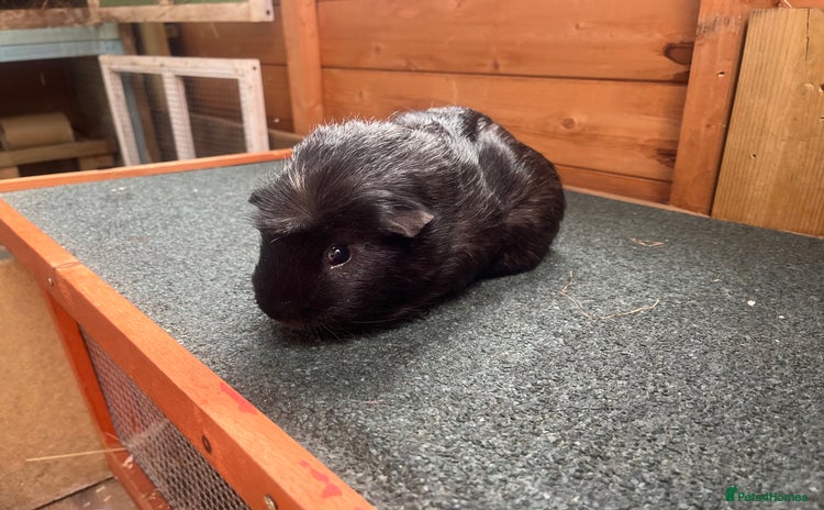 Guinea Pig rodents - Advert 1