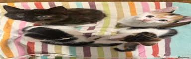 Black & Brown Female