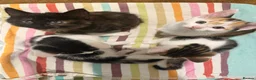 Mixed Breed cats for sale: Adorable Kittens Available to a Loving Home - Advert 20