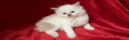 Ragdoll cats for sale: Beautiful fluffy blue and lilac Ragdoll kittens in Doncaster - Advert 6
