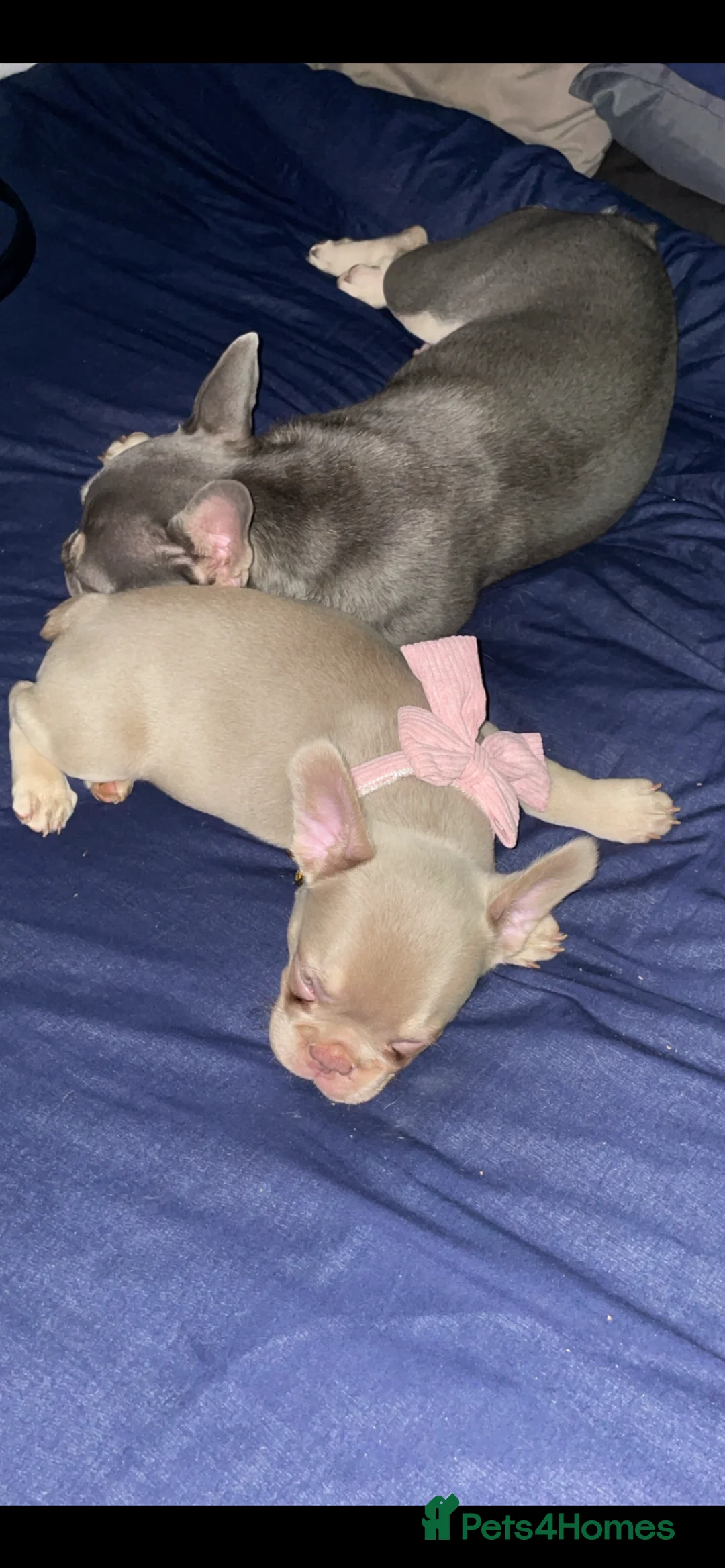 French Bulldog dogs for sale: Girl French bulldog  - Advert 5