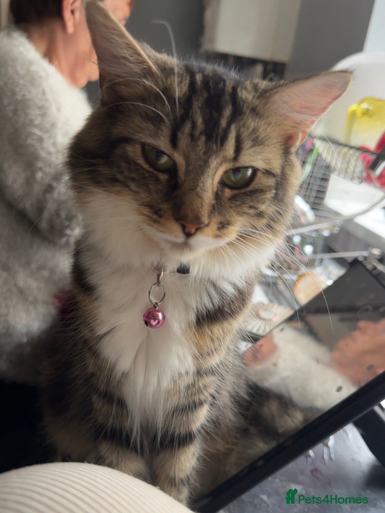 Mixed Breed cats Kittens - Advert 1