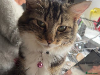 Mixed Breed cats Kittens - Advert 1