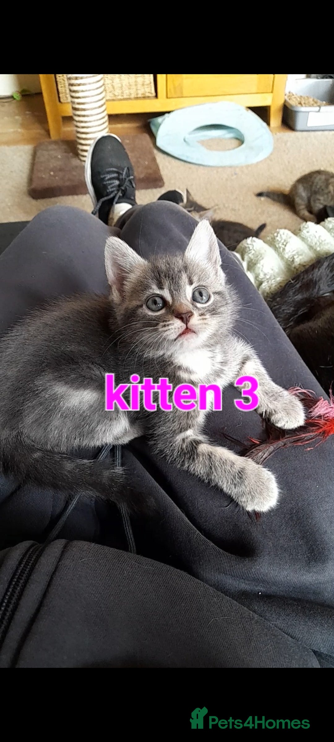 Mixed Breed cats for sale: Ready Now - Image 2