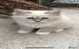Siberian cats for sale: Adorable Neva Siberian  - Image 7