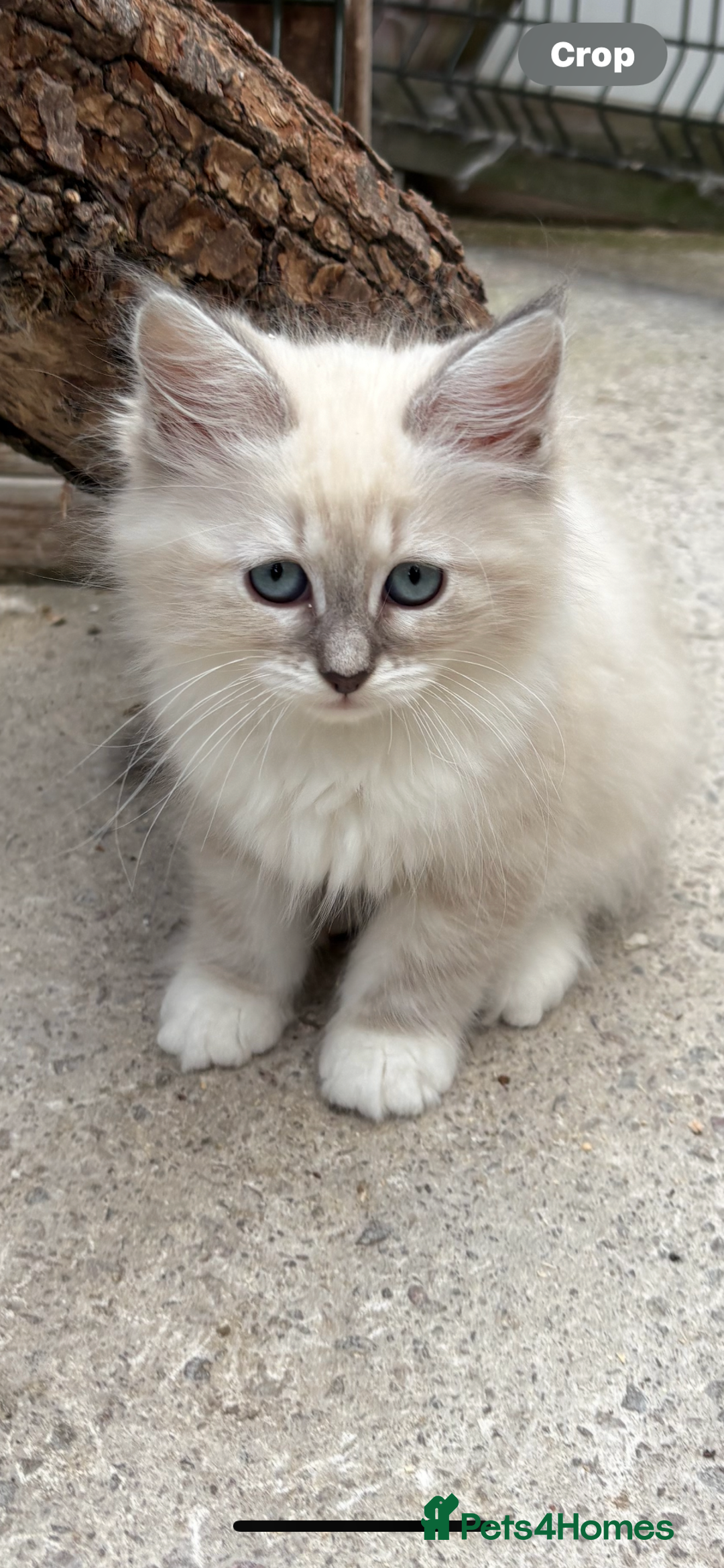 Siberian cats for sale: Adorable Neva Siberian  - Image 7