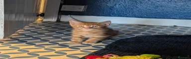 Maine Coon 2